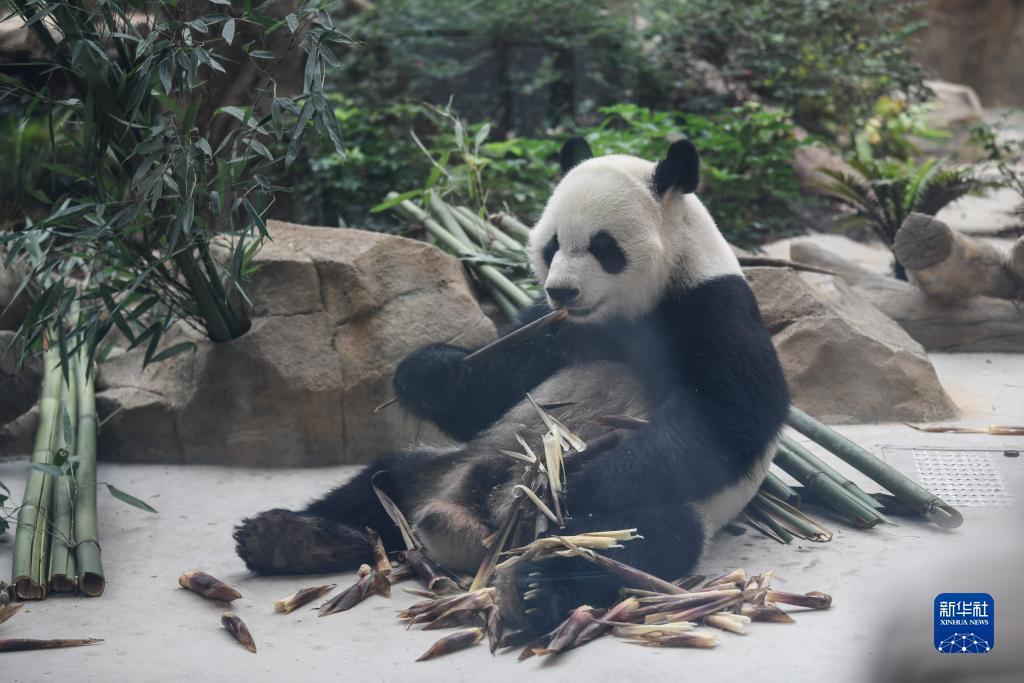 澳门云鼎